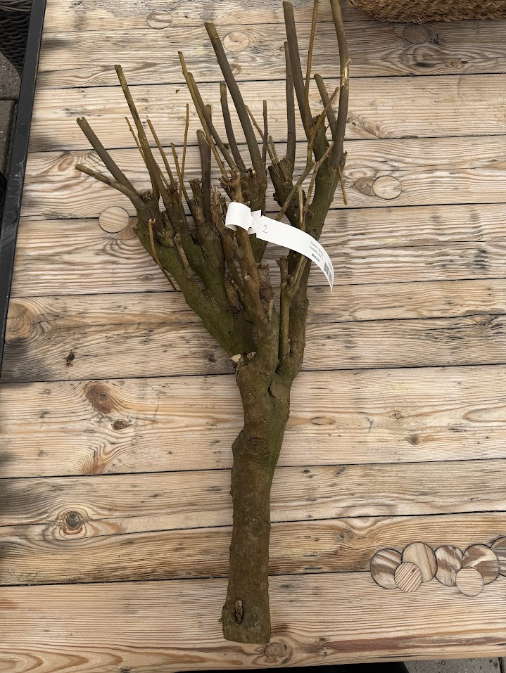 Branch sering mossed