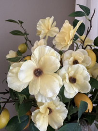 Ranunculus