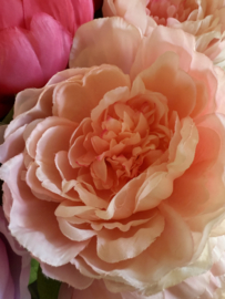 Pioen rozen in 4 kleuren