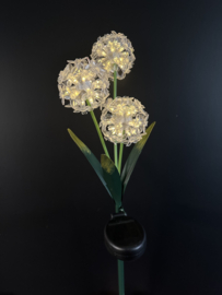Solar bloemen pluizenbol