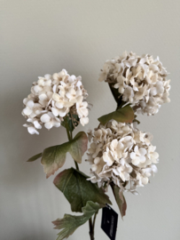 Virburnum  Carlesi 82 cm