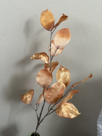 Lunaria Judaspenning bruin