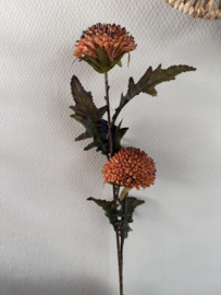 Tak pompon chrysant