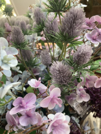 Distel paars kunst