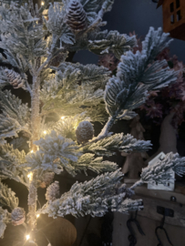 Besneeuwde boompje