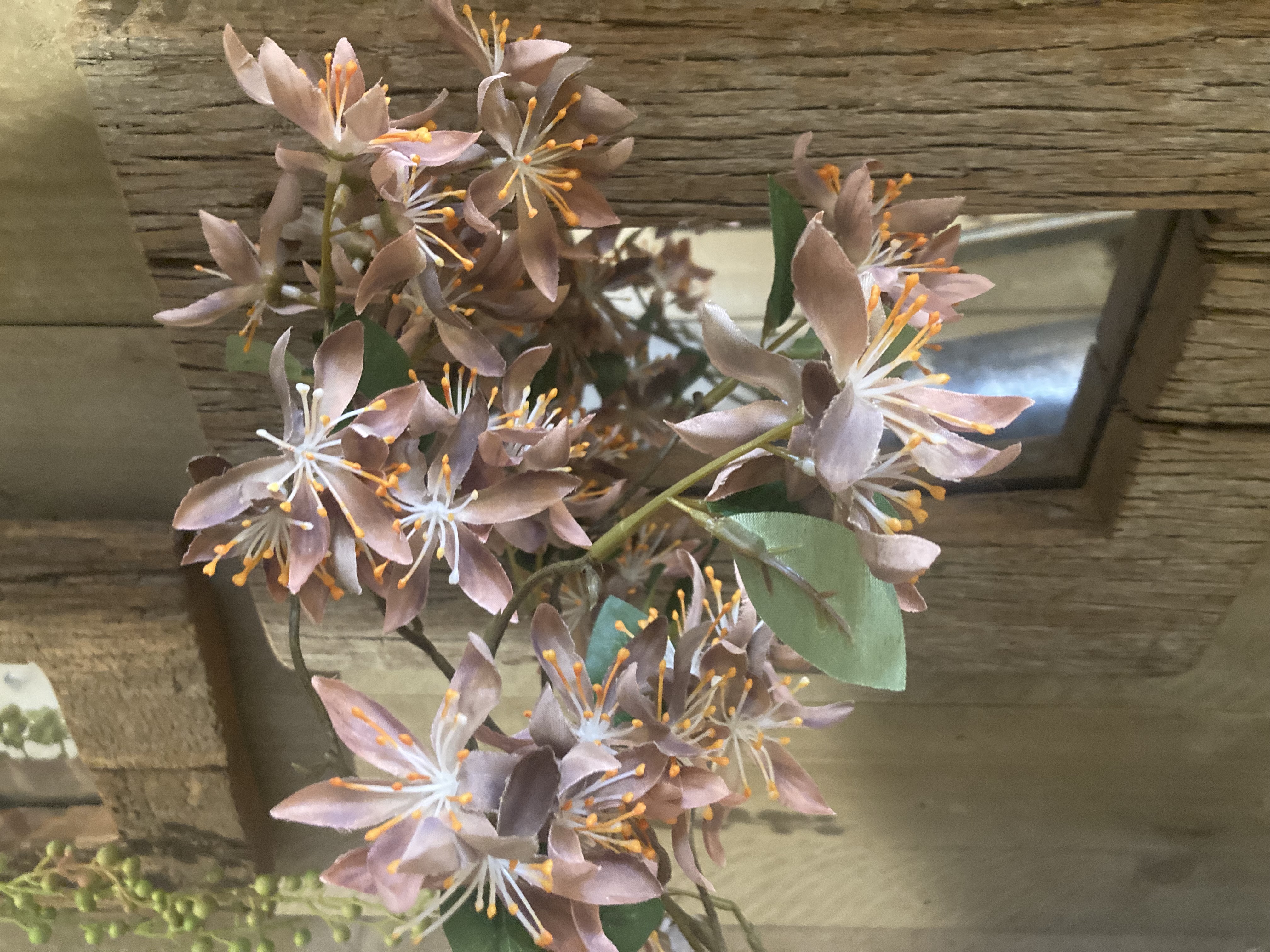 Wild clematis spray bruin