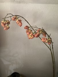 Hop flower old pink