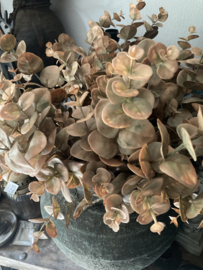 Eucalyptus bruin