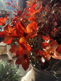 Magnolia orange