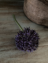 Allium kunst