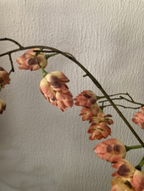 Hop flower old pink