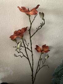 Magnolia orange