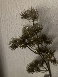 Queen Anne lace spray champagne