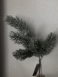 Pine spray frosted green