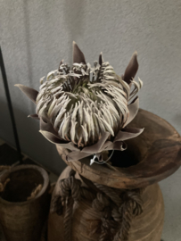 Gedroogde protea spray