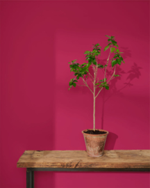 Wall Paint™ Capri Pink