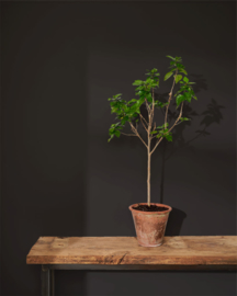 Wall Paint™ Athenian Black