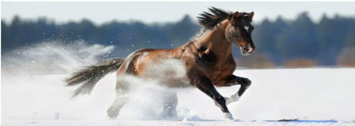 Pringles traktaties paard