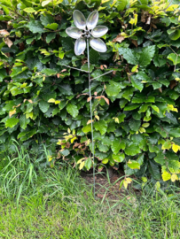 Bestekbloem draaibaar op de wind