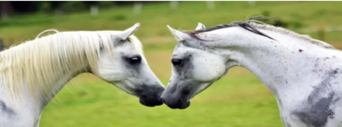 Pringles traktaties paard