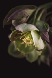 Bloem op canvas | Groene Helleborus