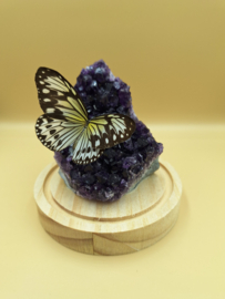 Amethist vlinder wit/geel