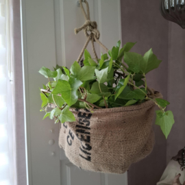 Hanging Basket.
