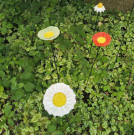 Bijenbloem groot - Oranje