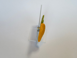 Wortel Broche