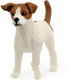 Jack Russell Terrier