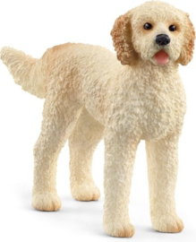 Goldendoodle