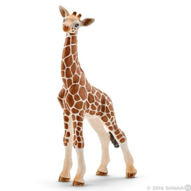 Giraf Kalf