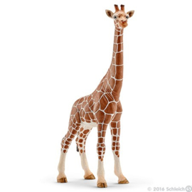 Giraf Vrouwtje