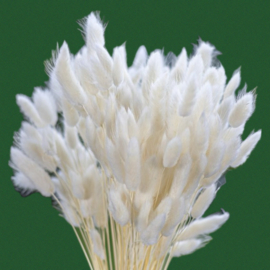 Lagurus Bunny tails White 40-50 st.  c.a. 70 cm