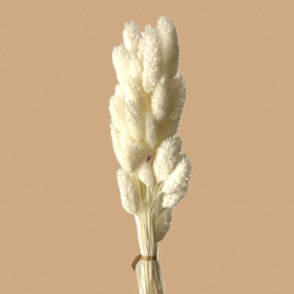 Phalaris Bleached White c.a. 40 stuks, 60 cm