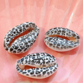 Kauri schelp Black Leopard, per stuk