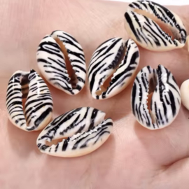 Kauri schelp Zebra, per stuk