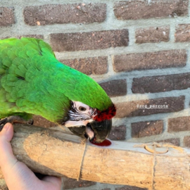 Back Zoo Nature Fruitcup & Foraging Perch