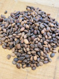 Cedernoten Small (M-size) 100 gr