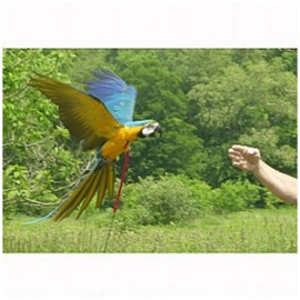 Aviator Large Vogeltuigje