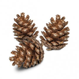 Back Zoo Nature Forest Pine Cones for Birds
