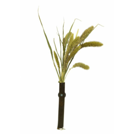 Back Zoo Nature Setaria