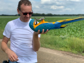 Papegaaien/vogels