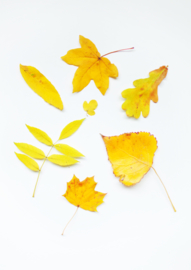 A4 fotoprint 'Gele Herfst'