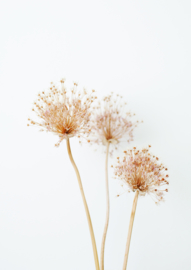 A4 fotoprint 'Alliumbollen'