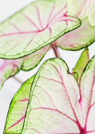 A4 fotoprint 'CALADIUM'