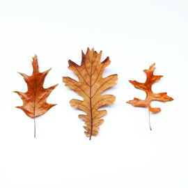 Herfst kaartenset 10x10 cm