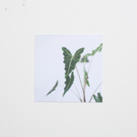 Botanische kaartenset | 10x10cm