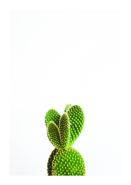 A4 poster Cactus
