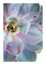 A4 poster Succulent